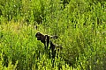 308 Grand Teton NP