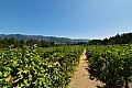 364 Napa Valley