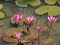 Hue, Tomba di Tu Duc-0013